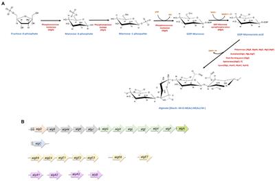 Genetic Regulation of Alginate Production in <mark class="highlighted">Azotobacter</mark> vinelandii a Bacterium of Biotechnological Interest: A Mini-Review